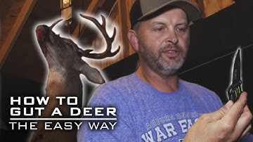 GUTTING A DEER The EASY Way Before Caping