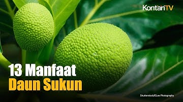 Mengenal 13 Manfaat Daun Sukun untuk Kesehatan dan Cara Mengolahnya
