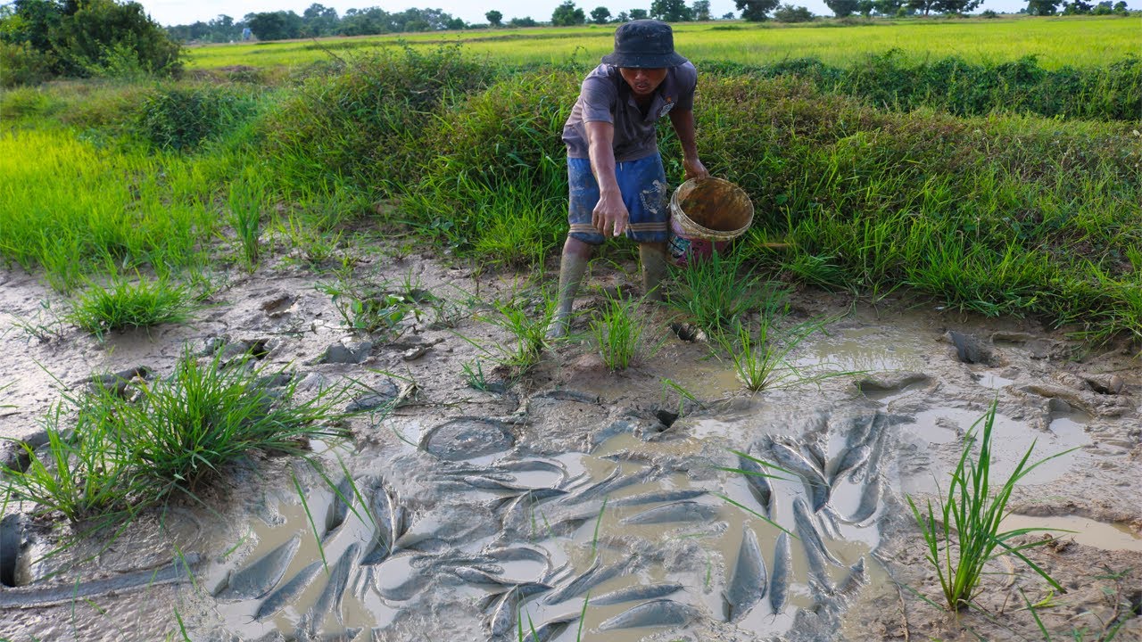 Shell Fish From Rice Feild Wow!! Why This Rice Field Have A Lot Of Fish - A Lot Of Fish In Muddy ...