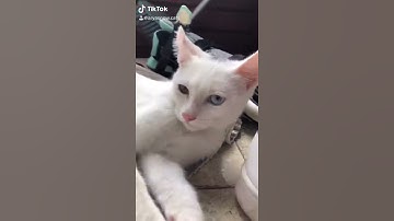 Is your cat kinda dumb?