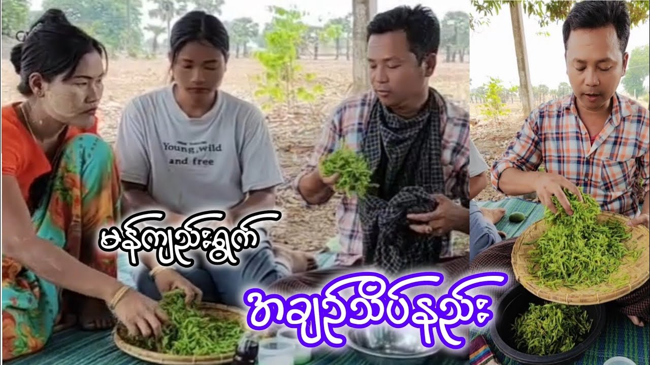 မန်ကျည်းရွက်သုပ်ပြီးမန်ကျည်းရွက်အချဥ်သိပ်နည်း