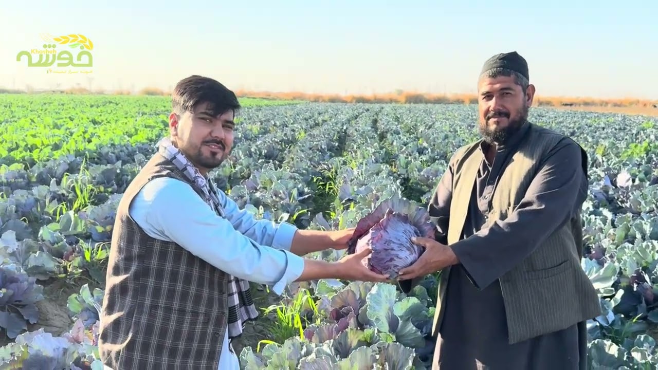 سفر به قریه علی آباد - بازدید از مزارع کرم ، کاهو و گلپی 