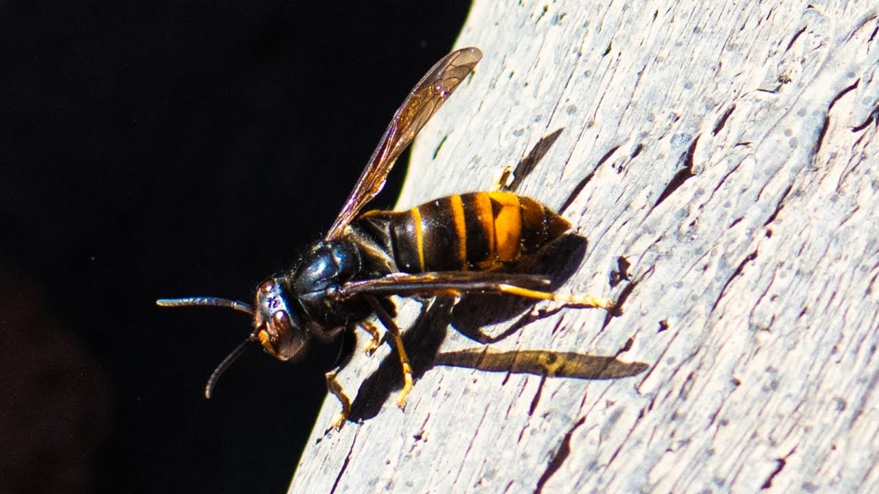 Combate à vespa asiática em Lisboa 🐝