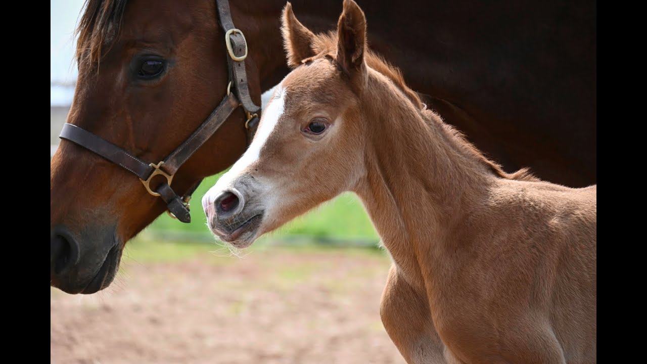 Vixen by Vidar - 3 days old