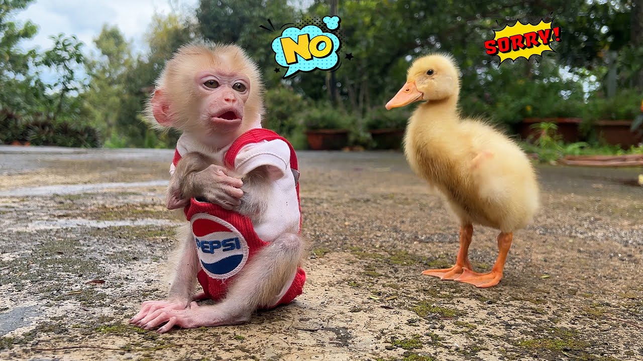 Baby Monkey Bobby Still Upset Over Yesterday’s Duck Snub