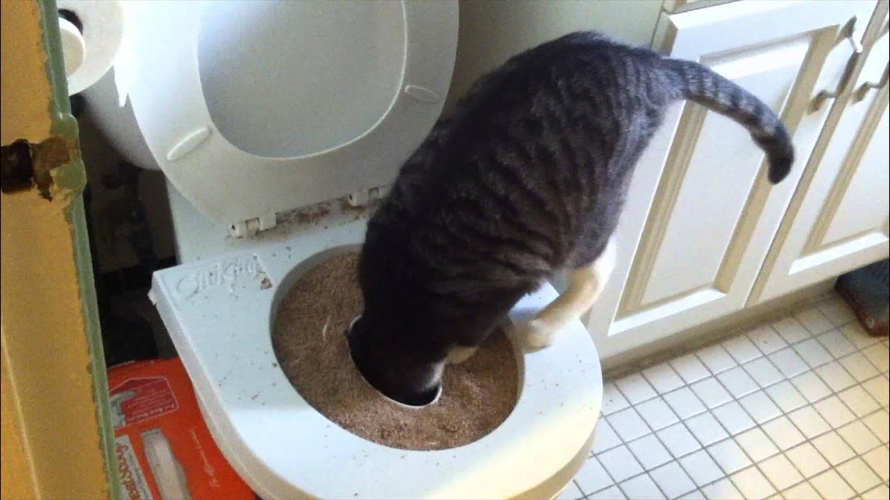 Как приучить кота какать. Как приучить кота какать. Как приучить кота какать. Унитаз для кошек. Туалет для кошек.