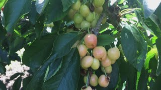 Rain a concern for cherry growers in California Heavy Rain Damages Cherry Crops