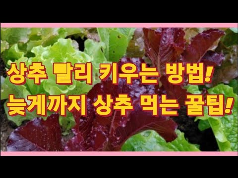 치킨 사육, 성장 속도 UP! 성장촉진제 알아보기