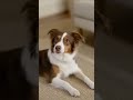 Does your pet talk back? The dog is clearly fluent in Cat. 🤣 #animalvideos #dogmeowing #cattalking