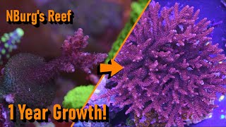 The Good, Bad and Ugly: One Year of Acropora Growth