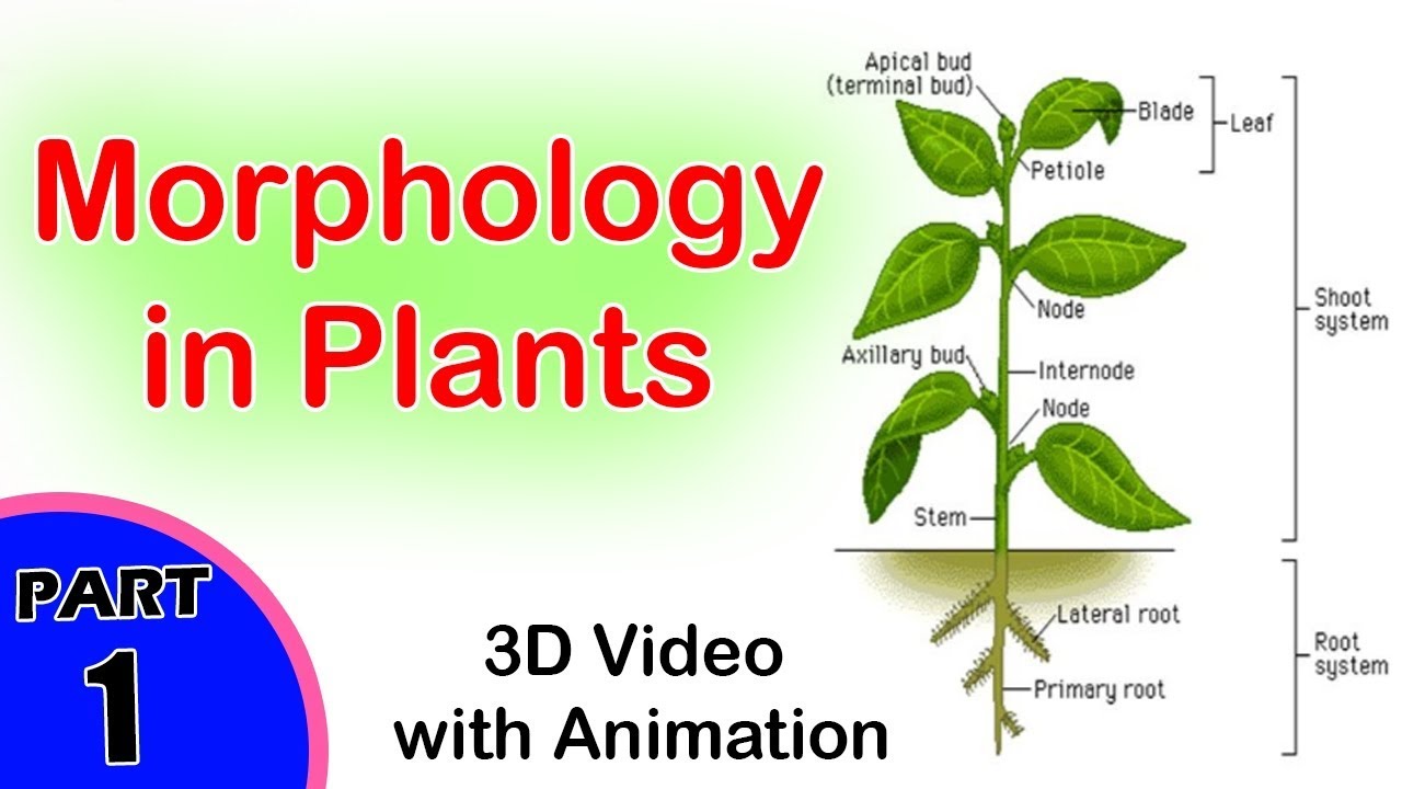 Pdf plant. Plant Morphology. Morphology and Anatomy of Plants. Morphology ppt. In a Plant.