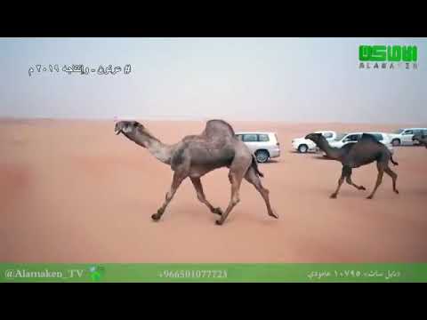 وانتاجه عرنون اغلى جمل