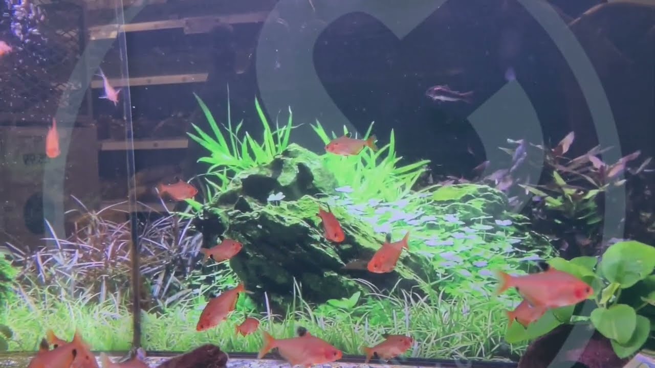 Waiting For The Rain by Dagored  𝐩𝐥𝐚𝐲𝐥𝐢𝐬𝐭 𝐟𝐨𝐫 𝐬𝐭𝐮𝐝𝐲𝐢𝐧𝐠  𝐭𝐨 𝐫𝐞𝐥𝐚𝐱 | Calmato Music |     Calmati Music