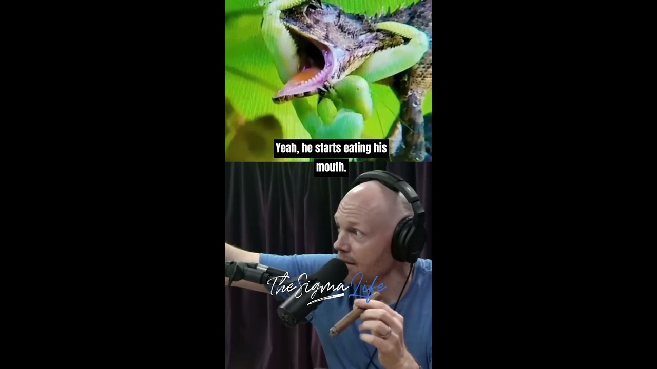 Crazy Praying Mantis vs Lizard FIGHT   Joe Rogan