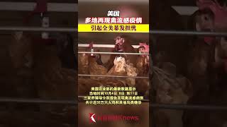 美国多地再现禽流感疫情 引起全美暴发担忧 【看看新闻Knews】shorts