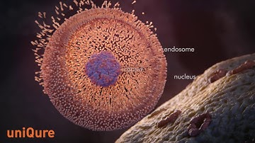 How AAV Gene Transfer Works - General Audience