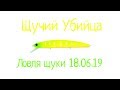 Щучий день или выход щуки 18.06.19, щучий жор, щучьи атаки, щука на спиннинг.