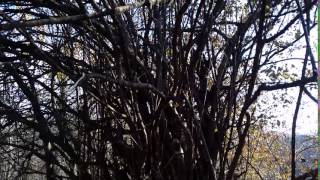 Огромен вековен дрян ( Huge centuries dogwood )