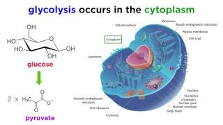 Cellular Respiration Part 1: Glycolysis