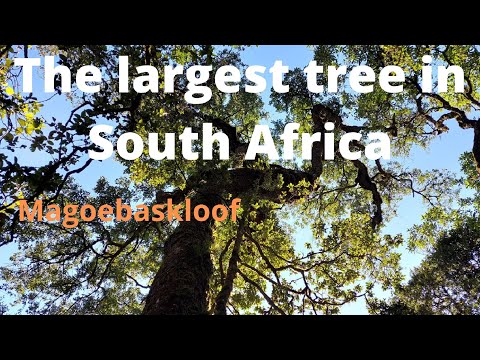 Video: Beste dingen om te doen in Mpumalanga, Zuid-Afrika