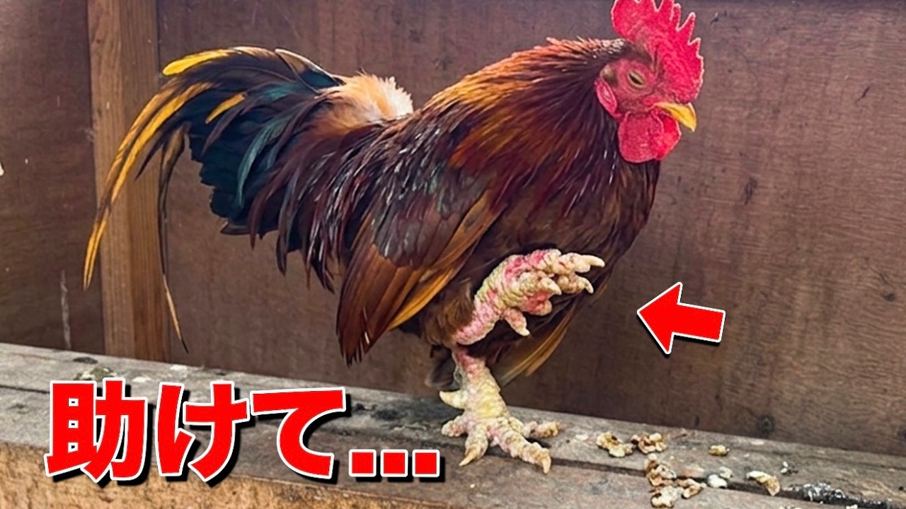 ワシの鳥元気でお金やってくる　強い廃棄できる The chickens, whose illness had been neglected for years, had