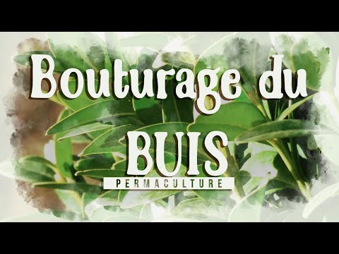 Vidéo: Propagation des boutures de buis - Conseils pour faire des boutures de buis