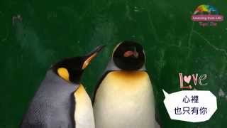 Download lagu 國王企鵝大玩配對遊戲 嘟胖 尚未成年只能見習 King Penguin Is Pairing 國王企鵝大玩配對遊戲 嘟胖 尚未成年只能見習 King Penguin Is Pairing