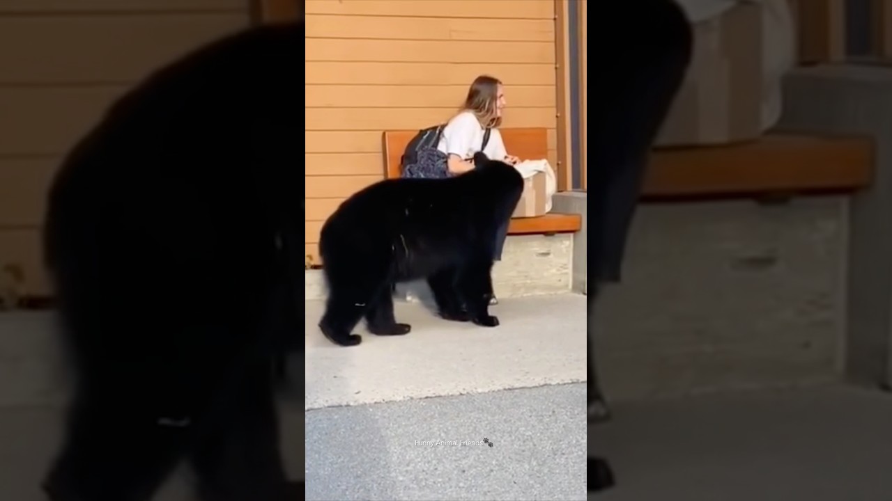 Funny Bears | Bear Attack | Polar Bear | Funny Animals 