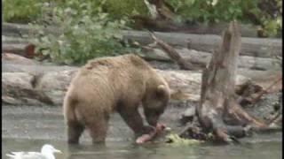 Trout and salmon wrangling in Alaska