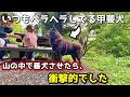 甲斐犬は賢いし強い!山登りで番犬させた結果が衝撃でした【甲斐犬と登山:御岳山編 第1話】子供を守る犬