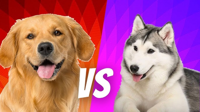 Golden Retriever vs Border Collie Breed Comparison