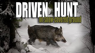 DRIVEN HUNT - On snow-covered ground - Wild boar hunting - Fallow - Red and Roe deer (Eng. subs)