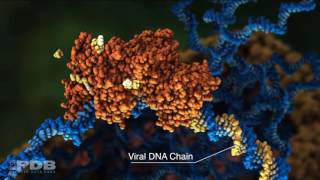 HIV Reverse Transcriptase Action