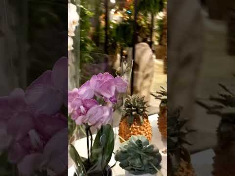 Orchids #viral #satisfying #trending #flowers #plants #garden #orchid #nature #yt #shorts #ytshorts