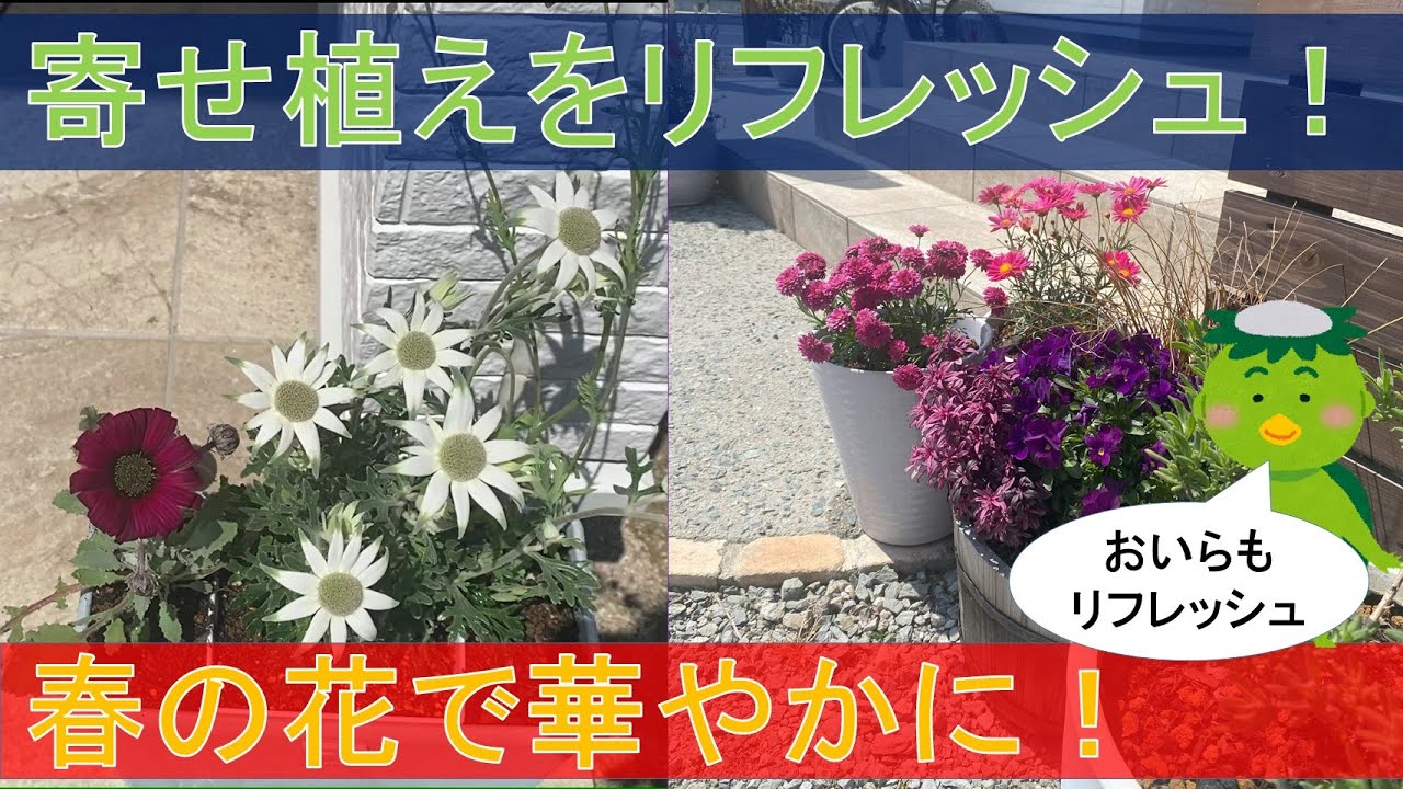 鉢in鉢作戦！】寄せ植えをリフレッシュ！春の花で華やかに