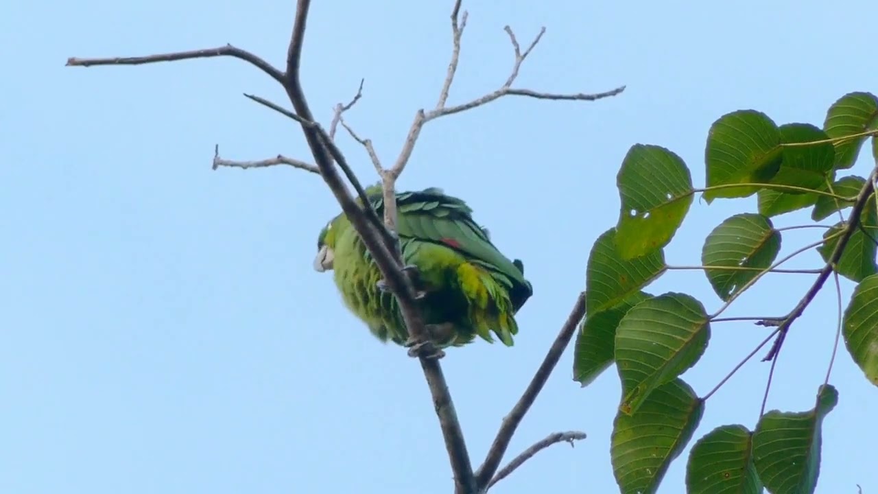 Low Angle View Of Green Bird Perched On Tree Branch
