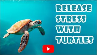 Release stress with nature Chapter 1 - Turtles