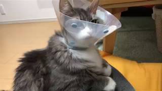 膝上に両手を置いてちょこんと座る猫 ノルウェージャンフォレストキャット cat sitting next to the owner.Norwegian Forest Cat.