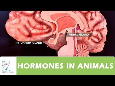 Video: Ce hormon ar lipsi unui animal tiroidectomizat?
