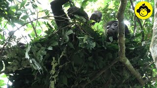 Making a day bed by a wild female bonobo!【Observations of Bonobos #170】