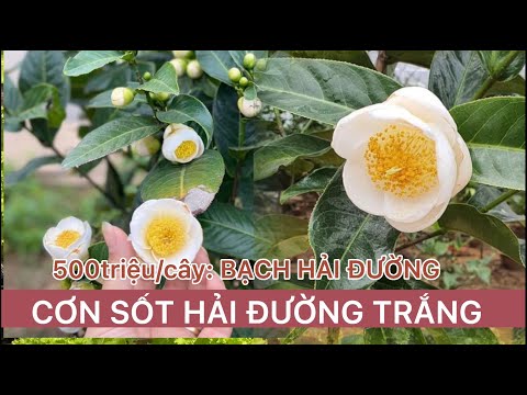 Hoa Hải Đường Màu Trắng - Hải Đường Trắng Và Cơn Sốt Giá Bạc Tỷ | Hoa Bạch Hải Đường