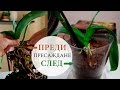 Как да спасим орхидея с изгнили корени