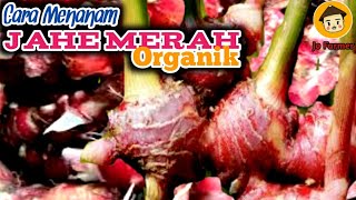 Cara Menanam Jahe Merah Organik