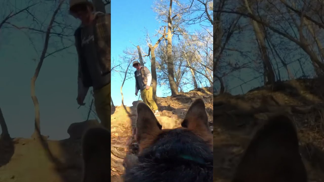BAILEY S POV Dog Germanshepherd Pointofview Pov Adventuretime Nature Doglover