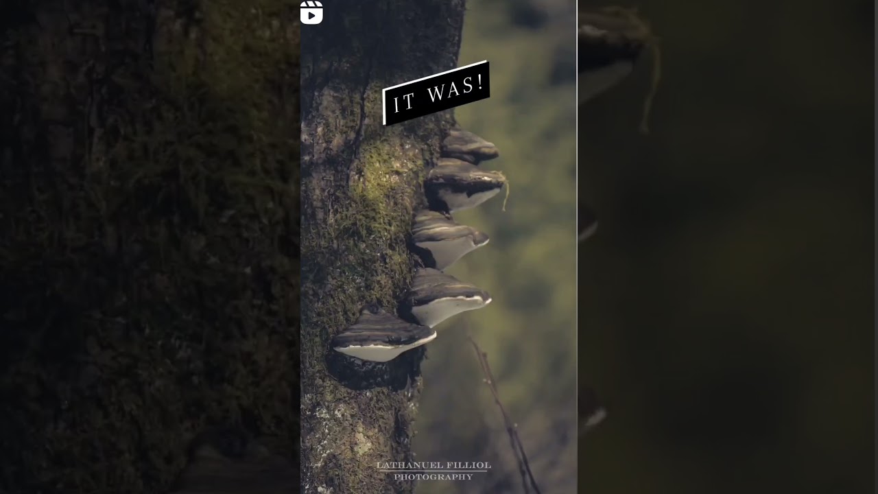 My Laowa 100mm was defiantly worth it! what do you guys think? 