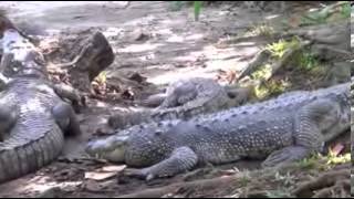 worlds deadliest underwater killers Underwater Killers Full Episode World S Deadliest