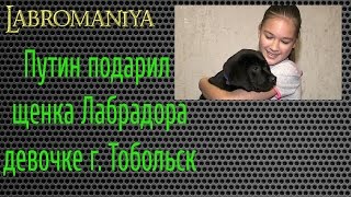 Путин подарил щенка Лабрадора девочке в Тобольске