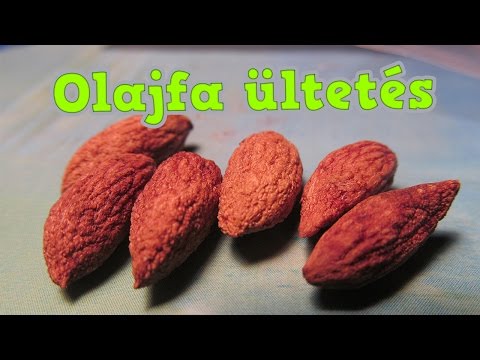 Videó: Egyél a veggies kutyák receptje