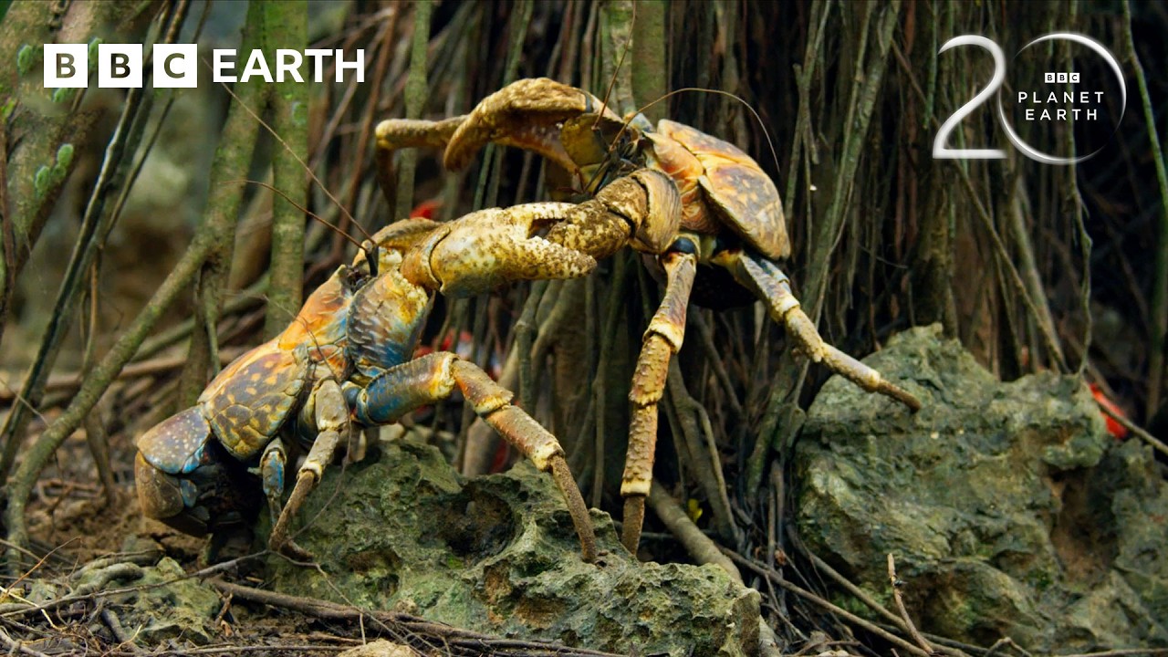 Yellow Crazy Ants 1–0 Red Crabs | 20 Years of Planet Earth II