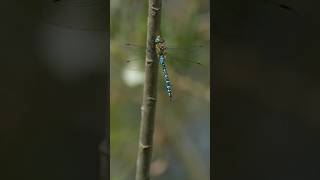 Beautiful Dragonfly Appears Instantly at Elmley